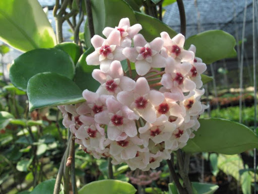 Hoya Carnosa Snowball - Nursery Plants Bangkok
