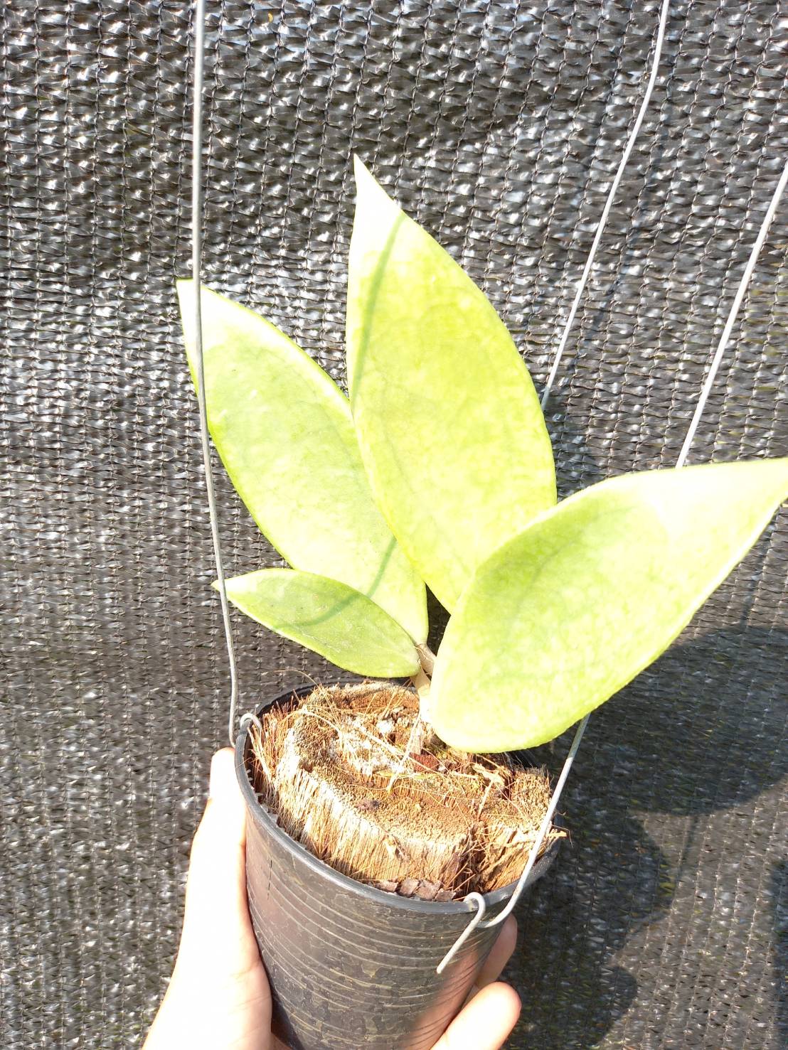 Hoya Jennifer - Nursery Plants Bangkok