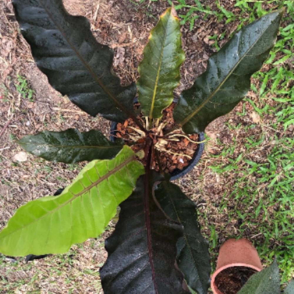 Anthurium-Black-Dragon-1