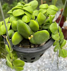 Dischidia Major - Nursery Plants Bangkok