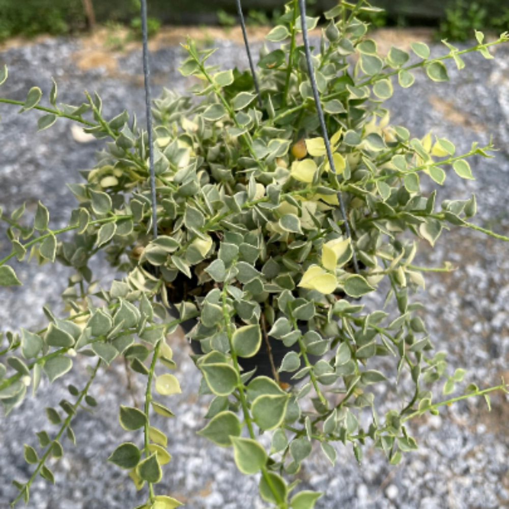 Dischidia-Ruscifolia-Variegated-0