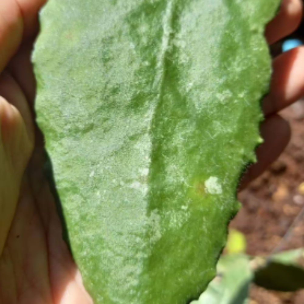 Hoya-Caudata-Big-Green-Leaf-0