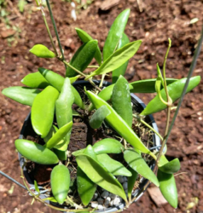 Hoya Loheri - Nursery Plants Bangkok