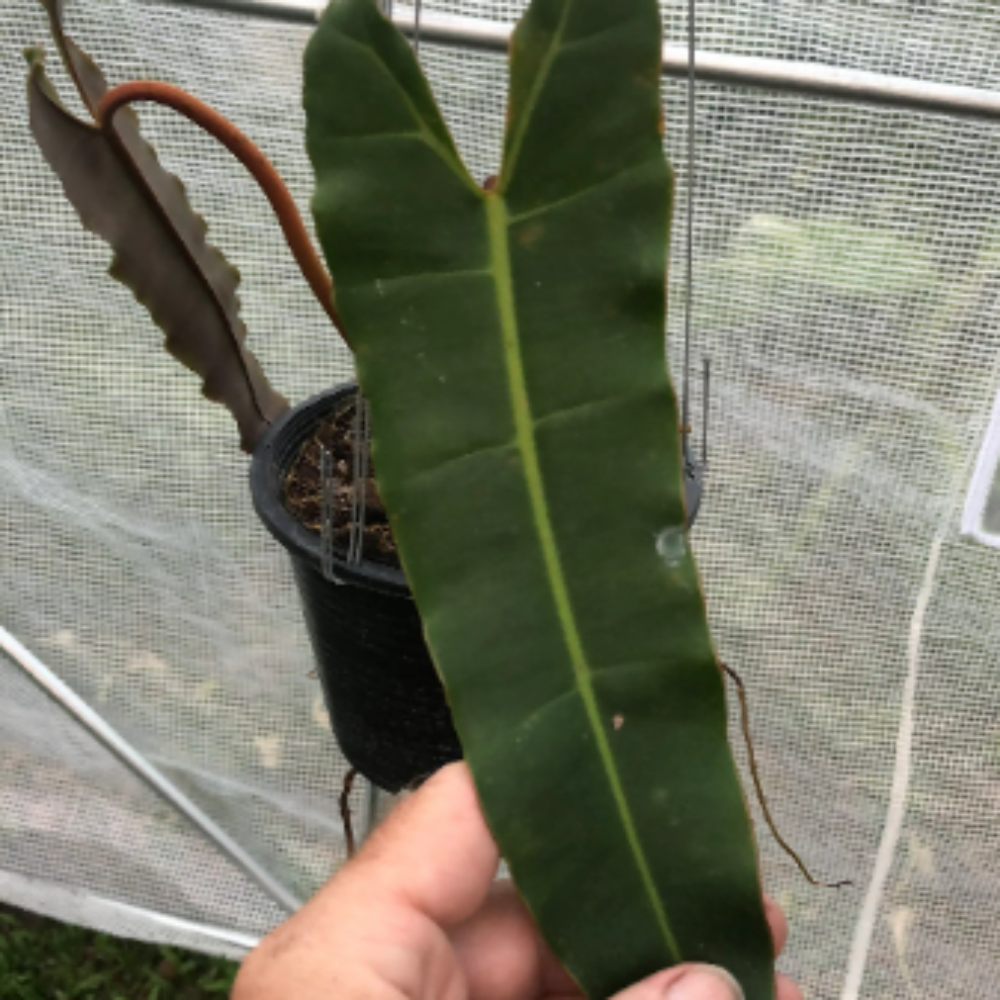 Philodendron-Atabapoense-0