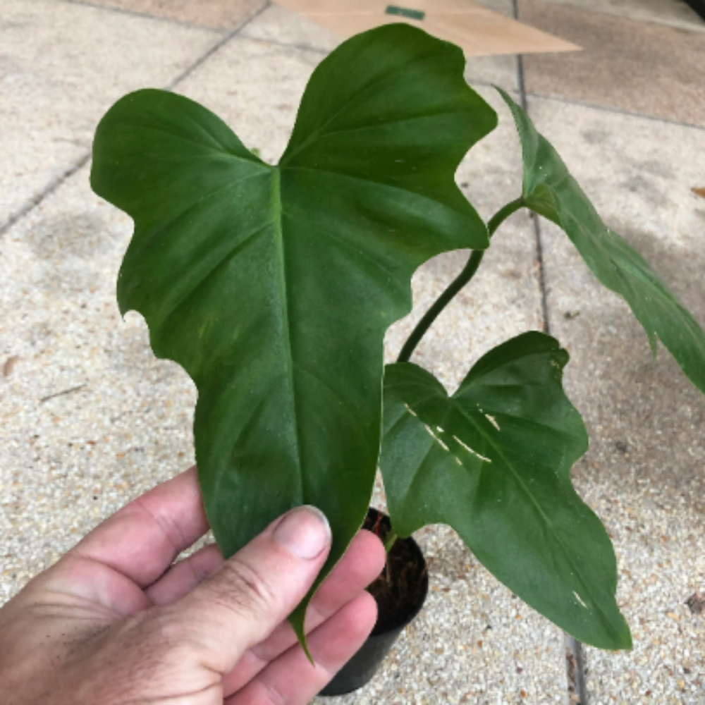 Philodendron-Golden-Dragon-0