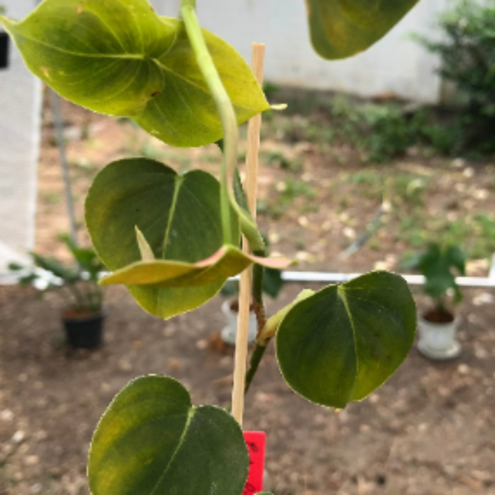 Philodendron-Lupinum-0