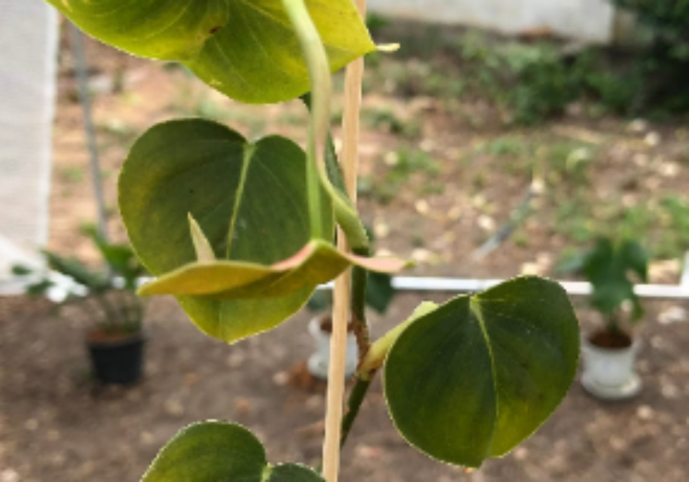 Philodendron-Lupinum-0