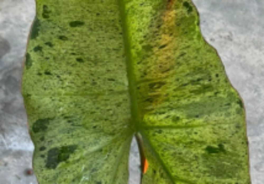 Philodendron-Parasio-Verde-Variegata-0