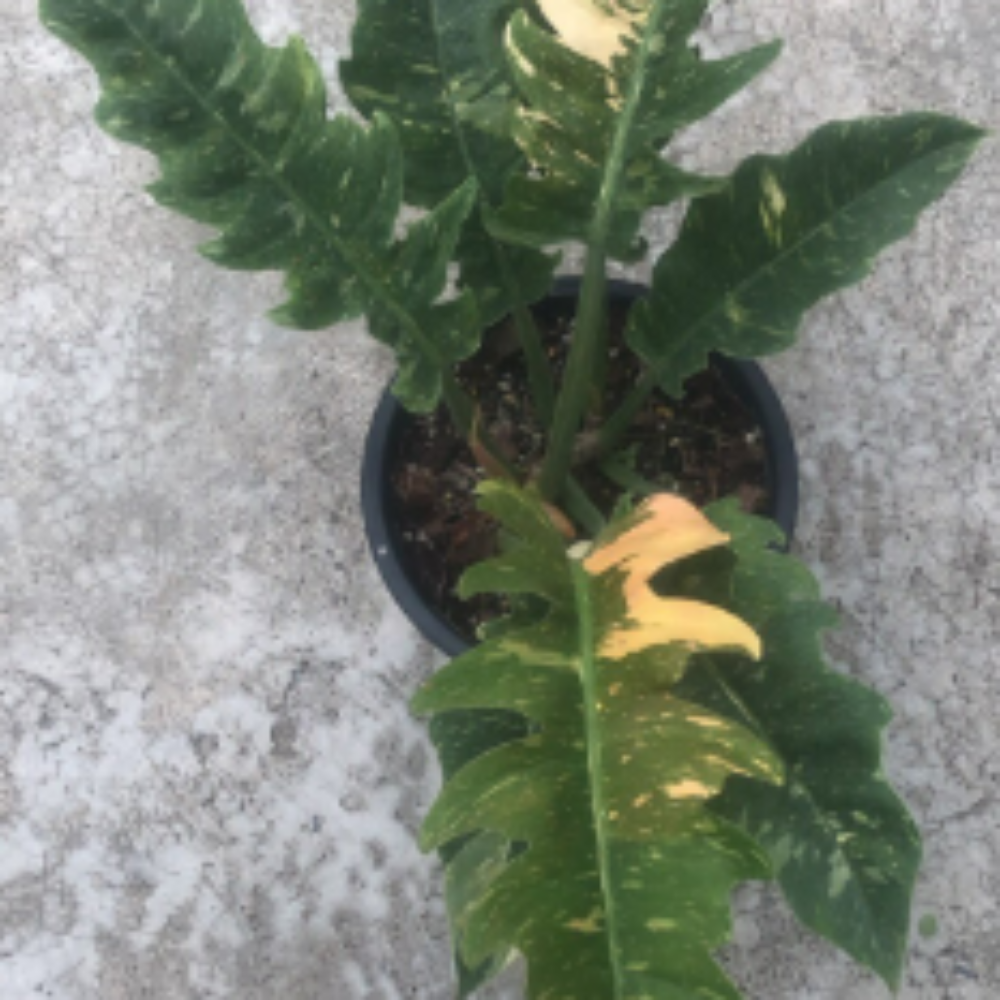 Philodendron-Ring-of-Fire-Variegata0