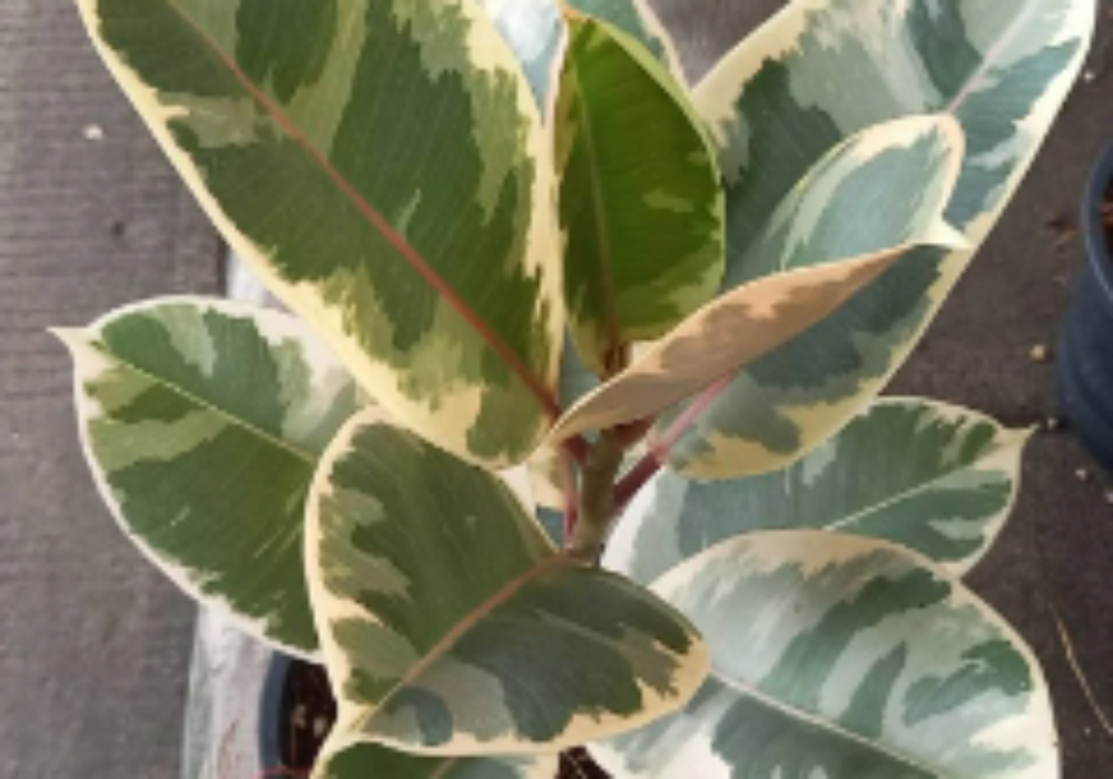 Ficus Elastica Variegata-0