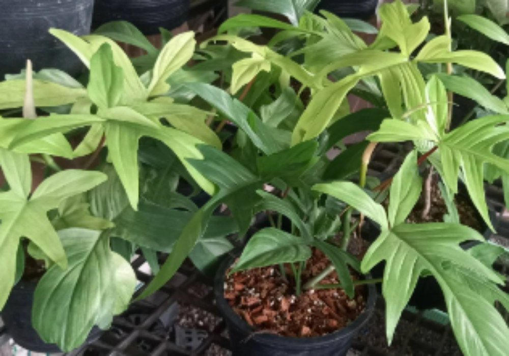 Philodendron Florida Beauty Mint-0