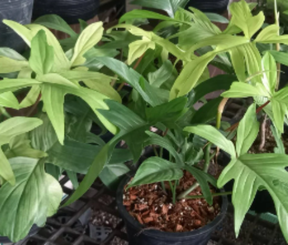 Philodendron Florida Beauty Mint-0