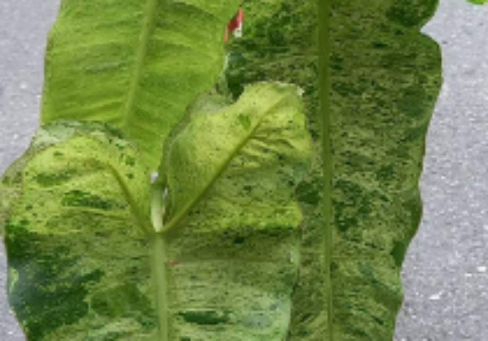 Philodendron Paraiso Verde Variegata-0