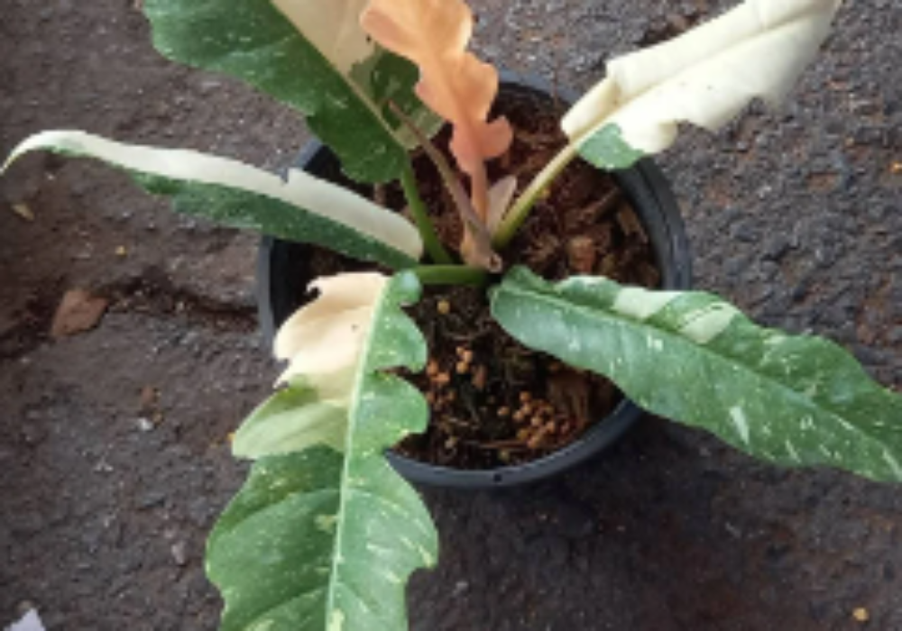 Philodendron Ring of Fire Variegata-0