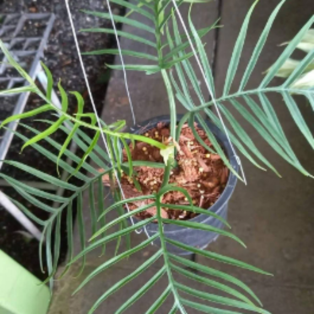 Philodendron Tortum-0